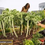 Rooftop Organic Vegetable Garden