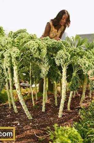 Creating A Rooftop Vegetable Garden at City