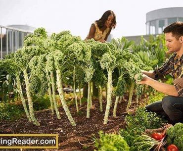 Rooftop Organic Vegetable Garden