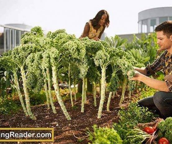 How to Build a Rooftop Organic Vegetable Garden to Grow Plants in Urban 