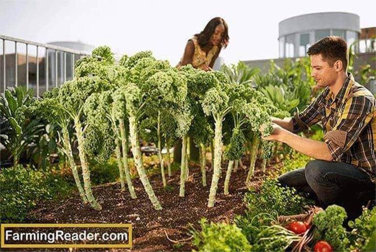 How to Build a Rooftop Organic Vegetables Garden