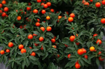 Jerusalem Cherry Plant Guide: How to Grow Solanum Pseudocapsicum,Propagation,and Care