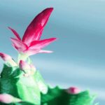 How to Grow Schlumbergera Russelliana Cactus. This plant member of the Cactaceae Family, commonly known as the Thanksgiving cactus