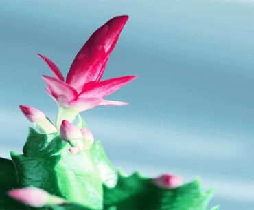 Schlumbergera Russelliana Cactus