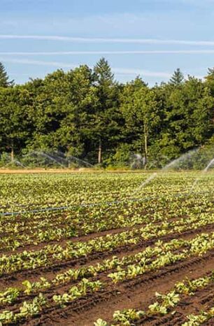 8 Reasons Why We Need More Organic Farming