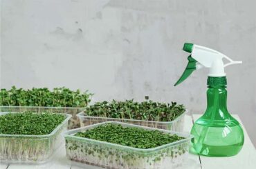 Microgreens with Hydrogen Peroxide Spraying