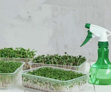 Microgreens with Hydrogen Peroxide Spraying