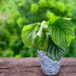 Calathea Orbifolia Air purifier Plant