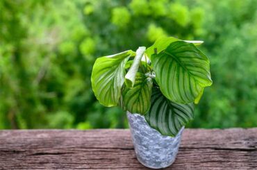 How To Grow Calathea Orbifolia Air purifier Indoor Plant: Pinstripe Plant Guide 