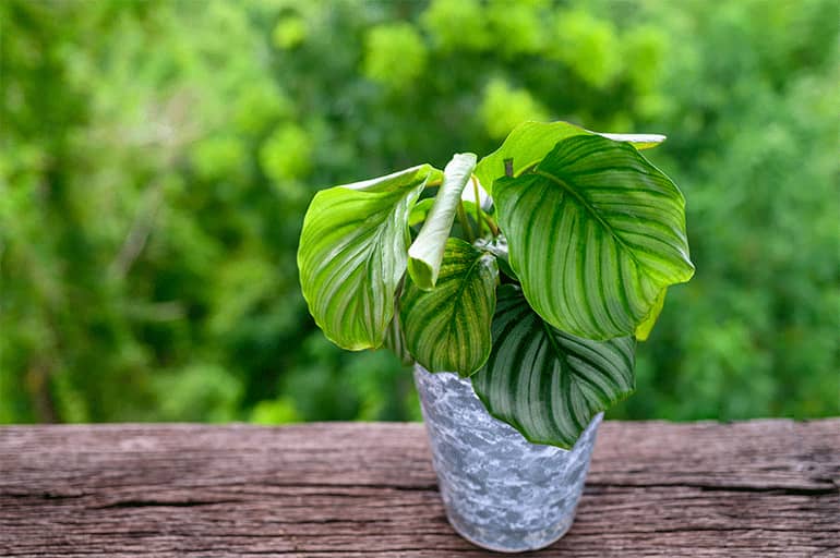 How To Grow Calathea Orbifolia Air purifier Indoor Plant: Pinstripe Plant Guide 