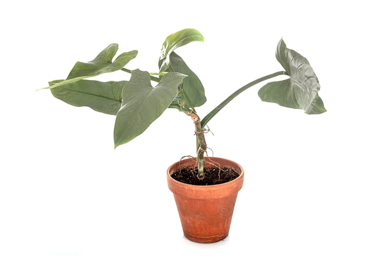 How to Grow Philodendron Hastatum Air Purifier Houseplant With Care And Maintenance