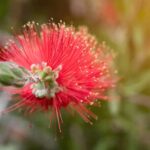 Melaleuca Rugulosa