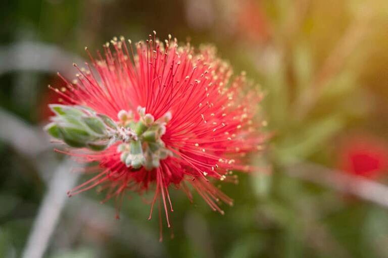 Scarlet Bottlebrush : How To Grow Melaleuca Rugulosa And Care