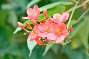 How To Grow Jatropha integerrima (Peregrina) From Seeds | Guide For Care And Maintenance