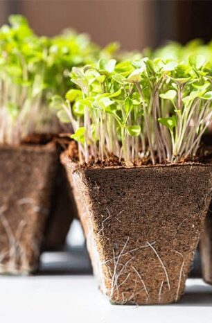 How To Make Biodegradable Peat Moss Planters And Pots for Your Garden