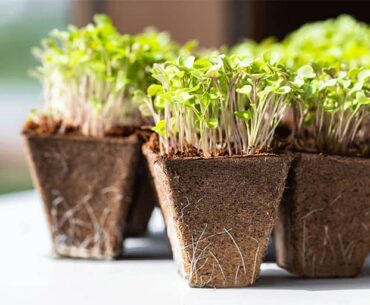 How To Make Biodegradable Peat Moss Planters And Pots for Your Garden