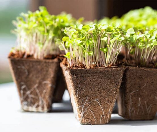 How To Make Biodegradable Peat Moss Planters And Pots for Your Garden