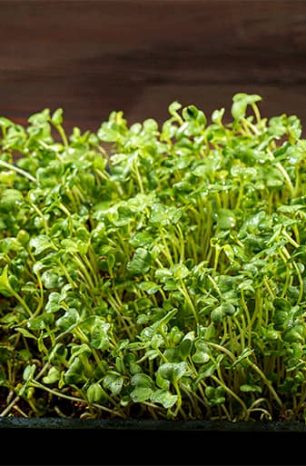 10 Best Microgreen Growing Kit