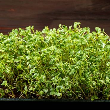 10 Best Microgreen Growing Kit