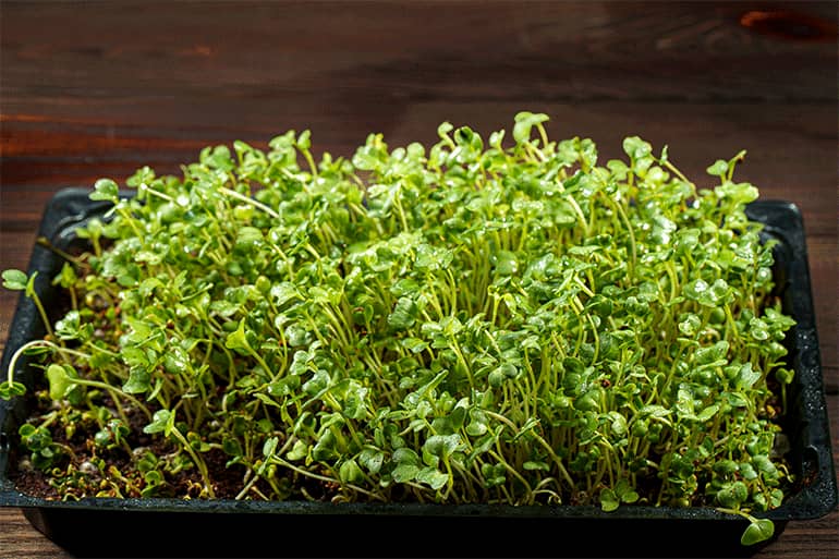Best Microgreen Growing Kits