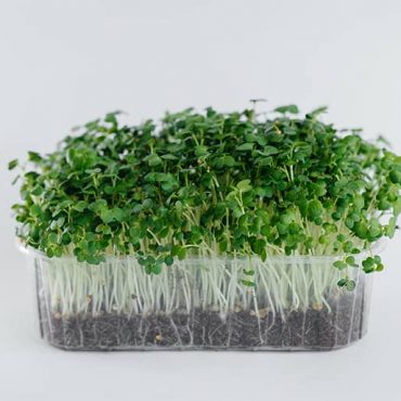 6 Best Seed Sprouter | Microgreens Sprouting Machine