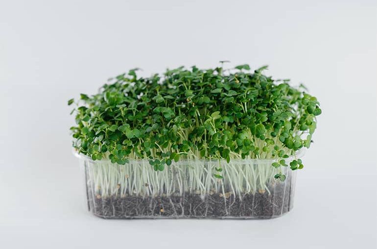 Best Microgreens Seed Sprouter Machine