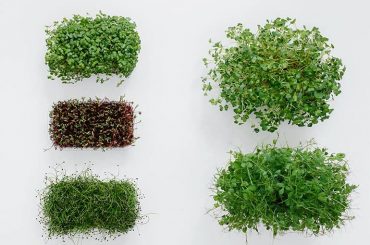 16 Essential Organic Microgreens Growing Starter Kits And Equipments