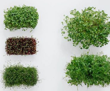 16 Essential Organic Microgreens Growing Starter Kits And Equipments