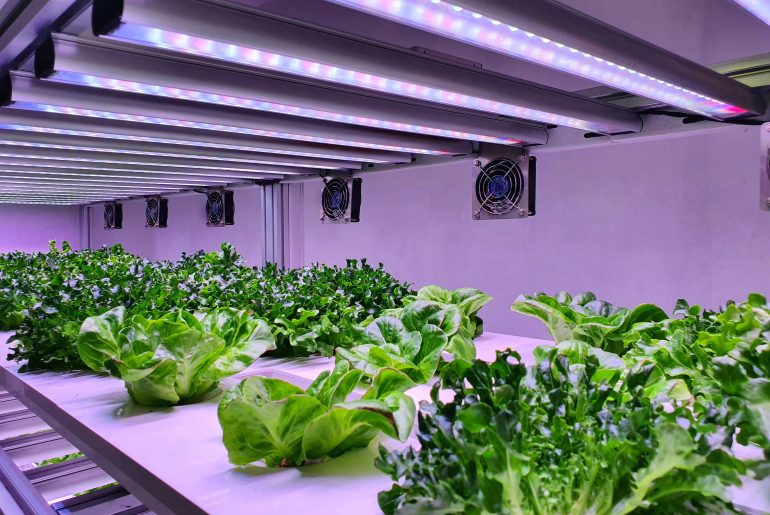 12 Best Led Grow Lights For Indoor Plants