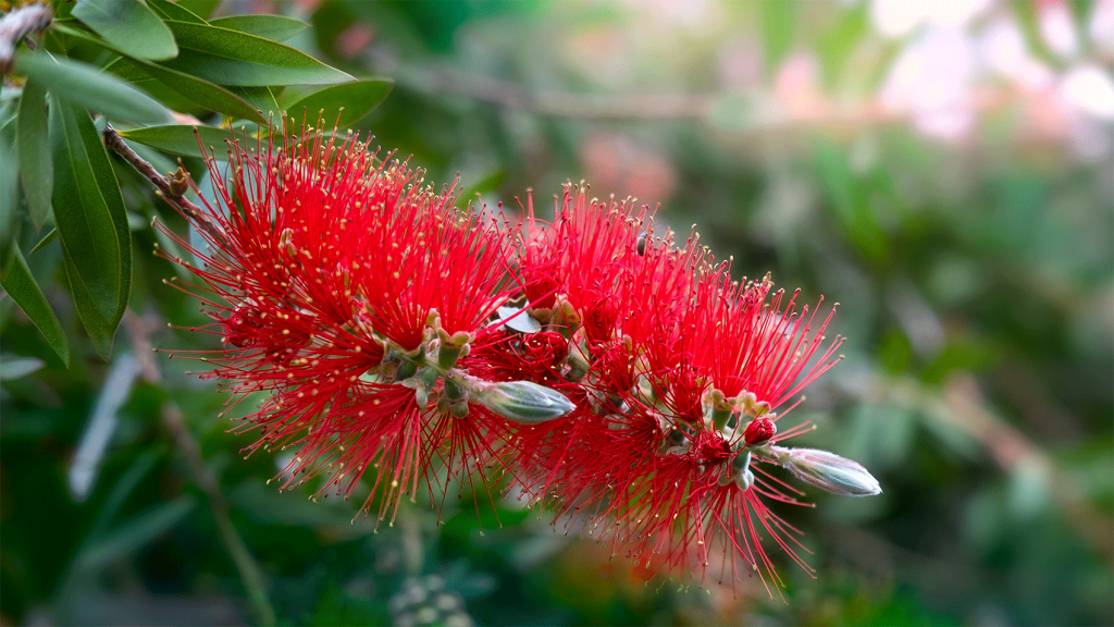 Callistemon Rigidus