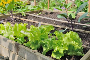 How To Revive Wilted Lettuce