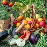 Fast Growing Vegetables For Rooftop Gardening