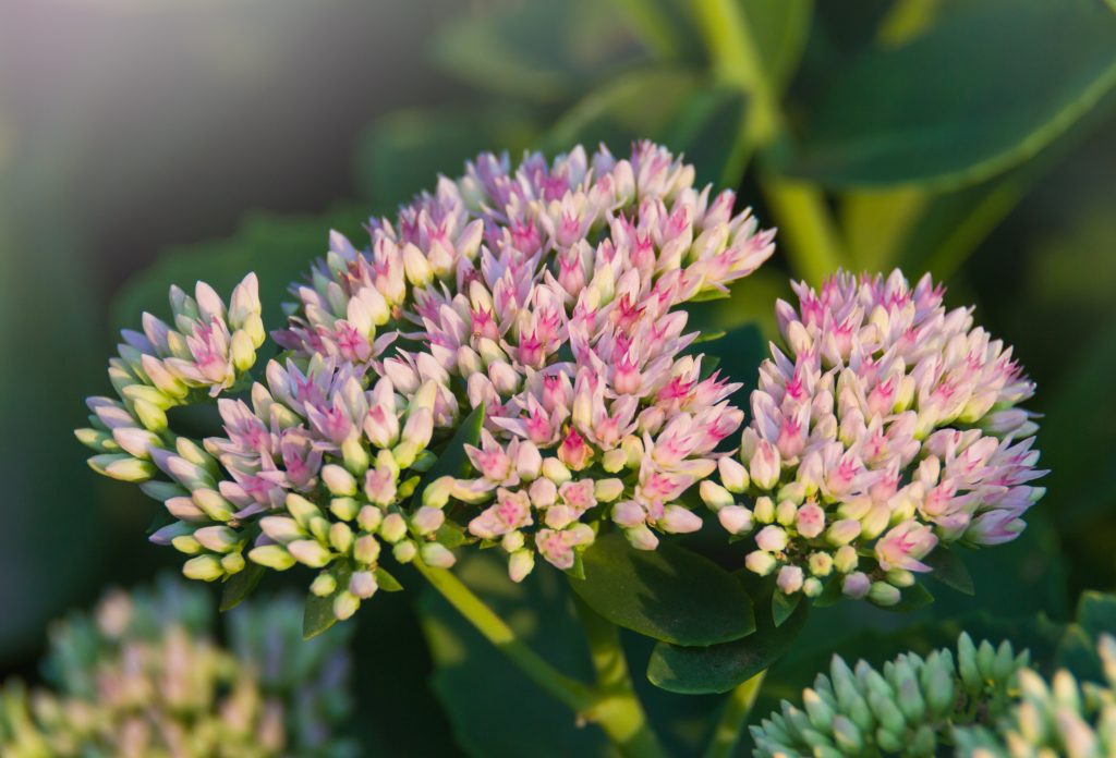 Hylotelephium Telephium