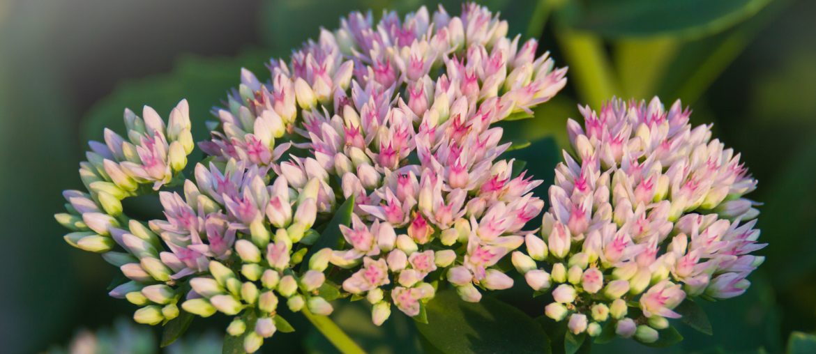 Hylotelephium Telephium