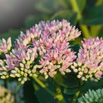 Hylotelephium Telephium