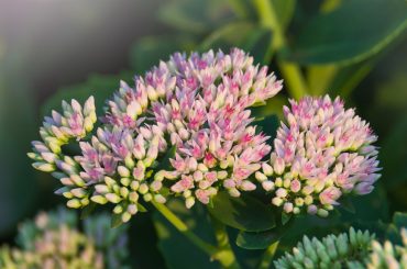 Hylotelephium Telephium