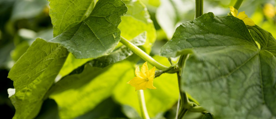 Overwatered Cucumber Plants । Signs And Solutions