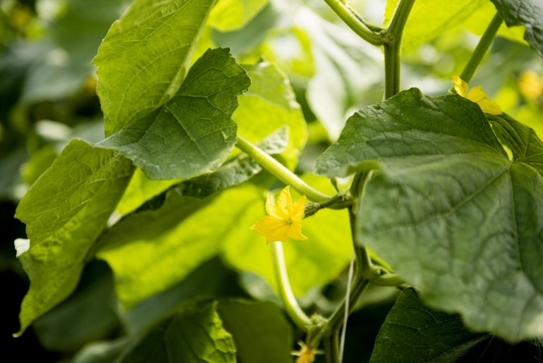 Overwatered Cucumber Plants । Signs And Solutions