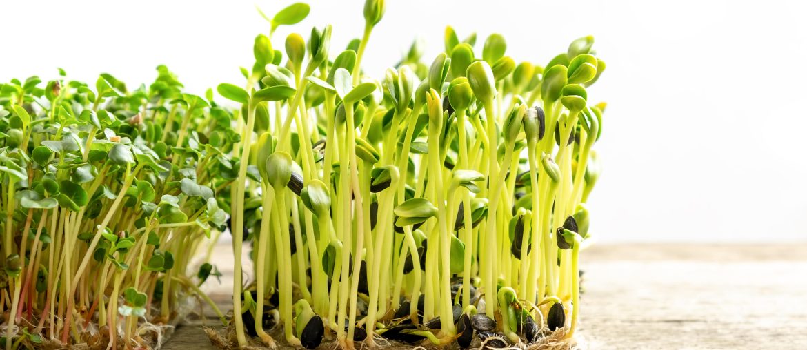 10 Best Microgreen Growing Kit I Garden Tools