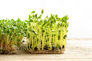 10 Best Microgreen Growing Kit I Garden Tools