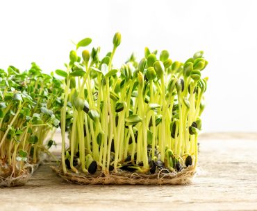 10 Best Microgreen Growing Kit I Garden Tools