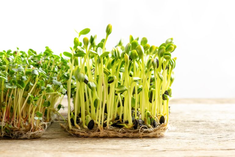 10 Best Microgreen Growing Kit I Garden Tools