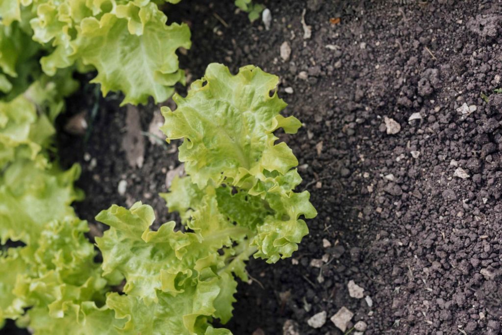 How to Revive Wilted Lettuce