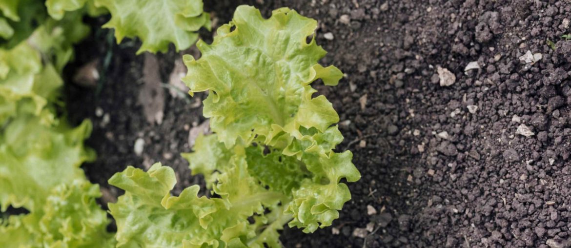How to Revive Wilted Lettuce