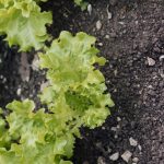How to Revive Wilted Lettuce