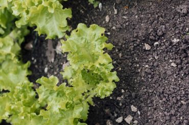 How to Revive Wilted Lettuce