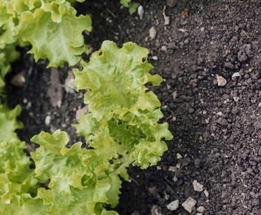 How to Revive Wilted Lettuce