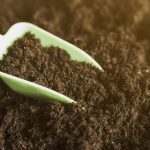 8 Best Potting Soil for Indoor Plants and Outdoor Potted Plants