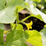 10 Best Cucumber Trellis for Gardening l Garden Tools Solution