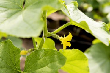 10 Best Cucumber Trellis for Gardening l Garden Tools Solution